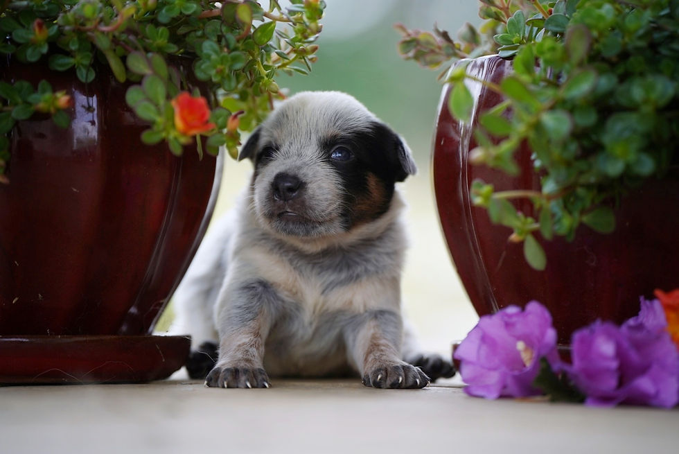 Thumbnail:  Puma 🐈