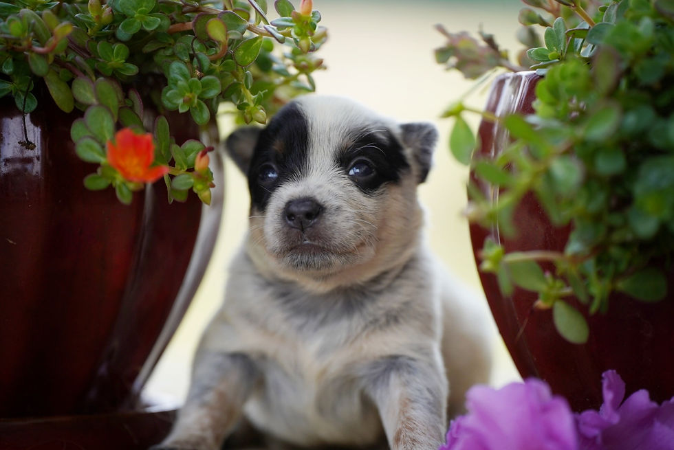 Thumbnail:  Bunny 🐇