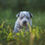 Thumbnail: Aspen
