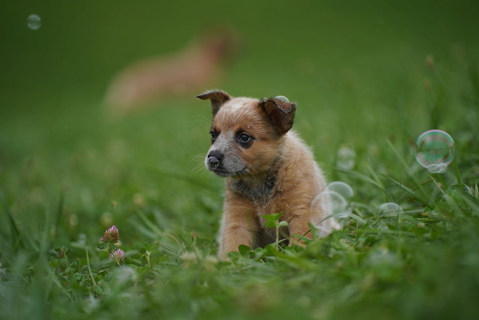 Thumbnail:  Fox 🦊