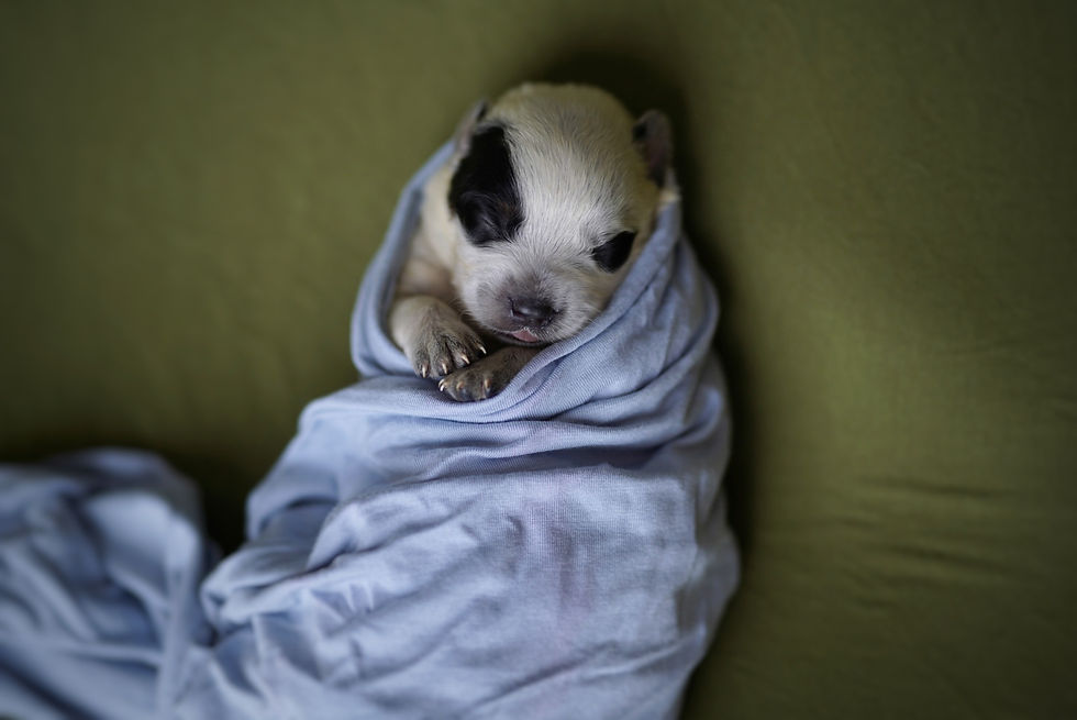 Thumbnail: Raccoon 🦝