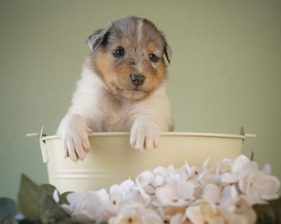 Thumbnail: Truffles 