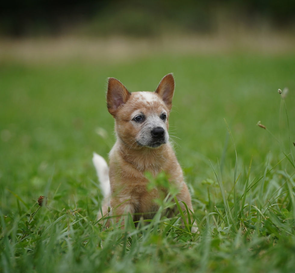 Thumbnail: Beaver 🦫