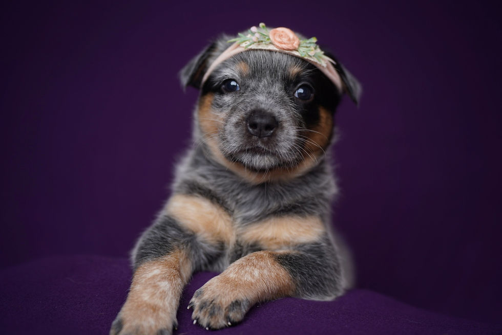 Thumbnail:  Puma 🐈