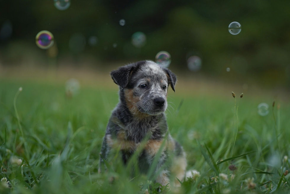 Thumbnail:  Squirrel 🐿