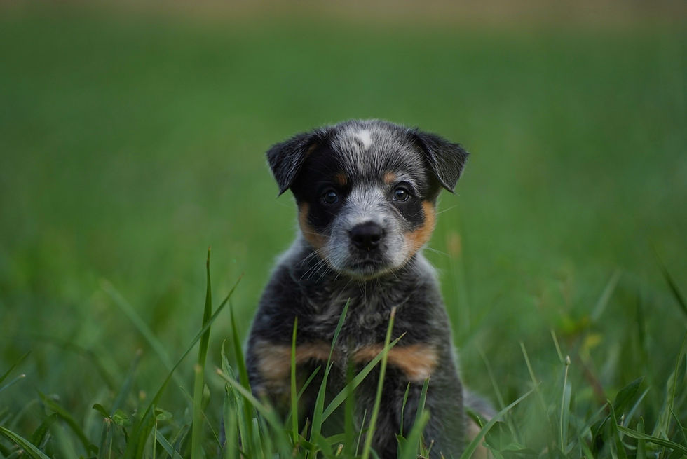 Thumbnail: Raccoon 🦝