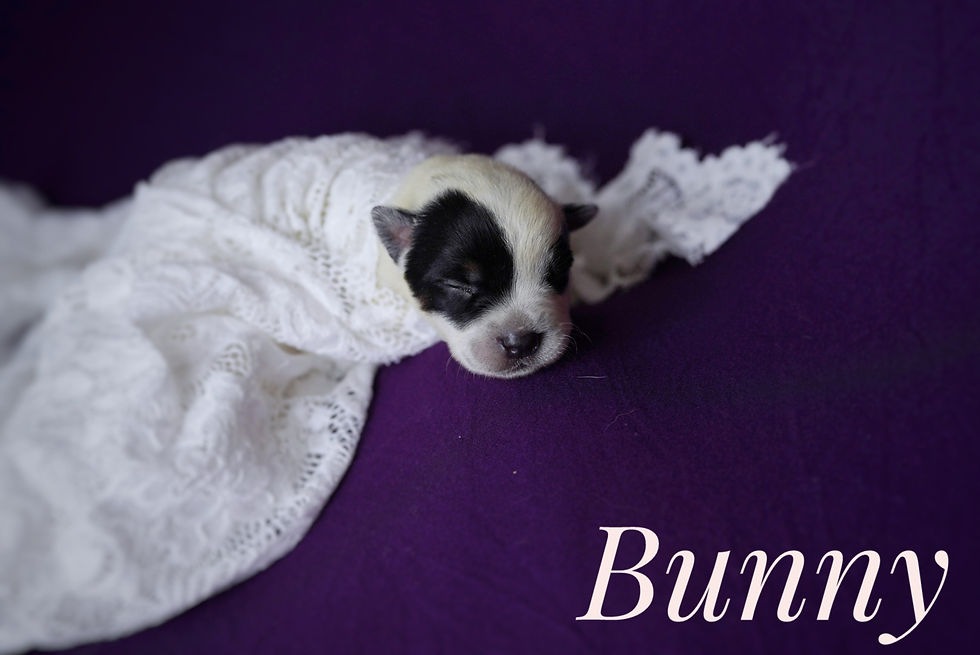 Thumbnail:  Bunny 🐇