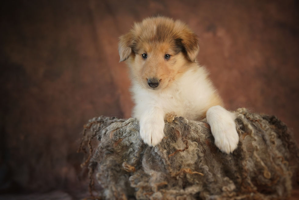 Thumbnail:  Biscotti 