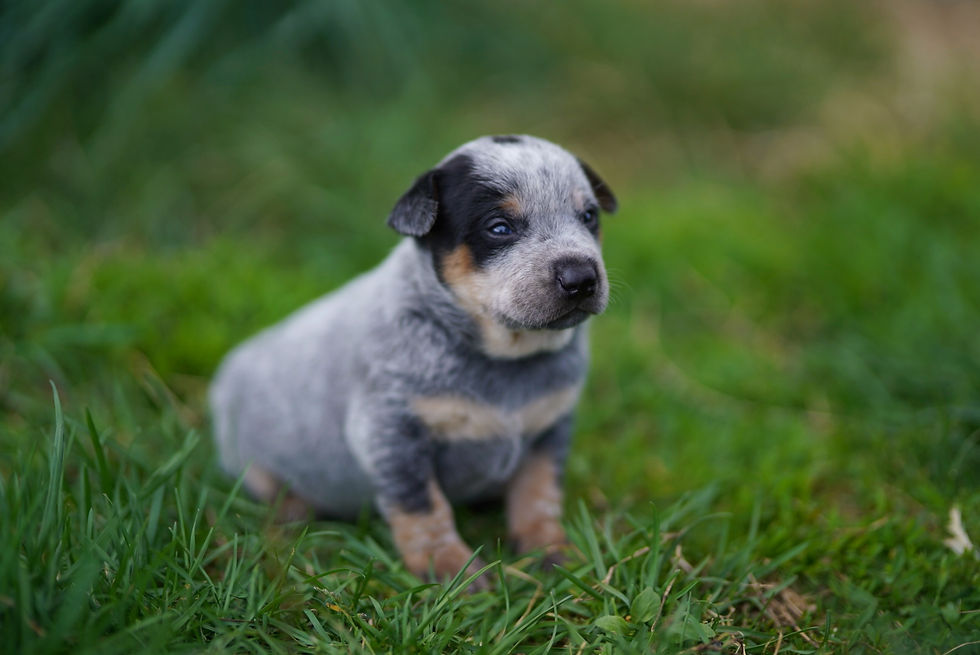 Thumbnail:  Canes Major 