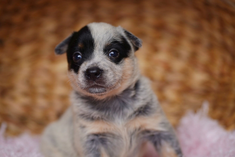 Thumbnail:  Bunny 🐇