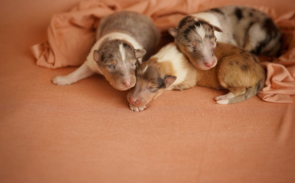 Thumbnail: Fia puppies 
