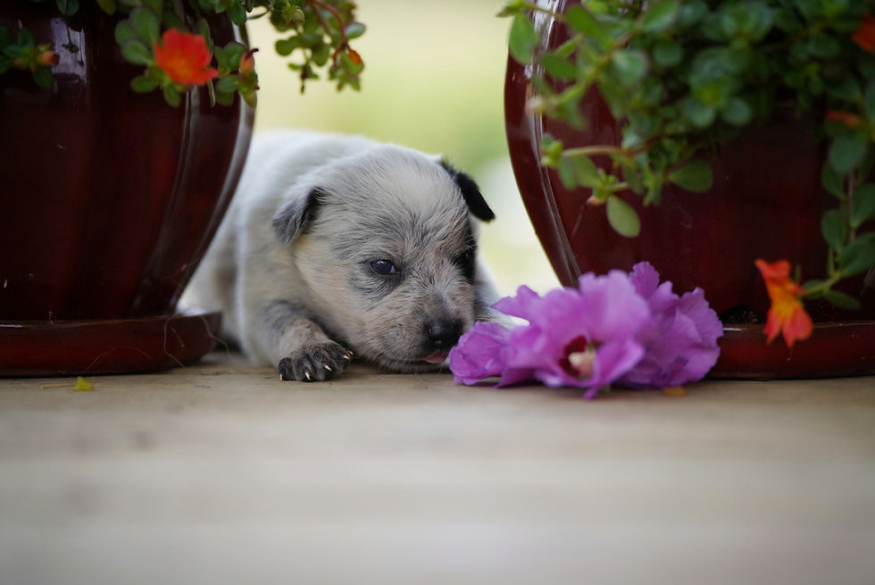 Thumbnail: Coyote 🐺