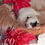 Thumbnail: Leo