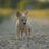 Thumbnail: Ginko