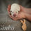 Thumbnail: Ginko