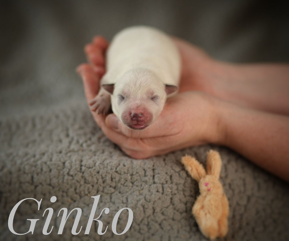 Thumbnail: Ginko