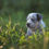 Thumbnail: Aspen