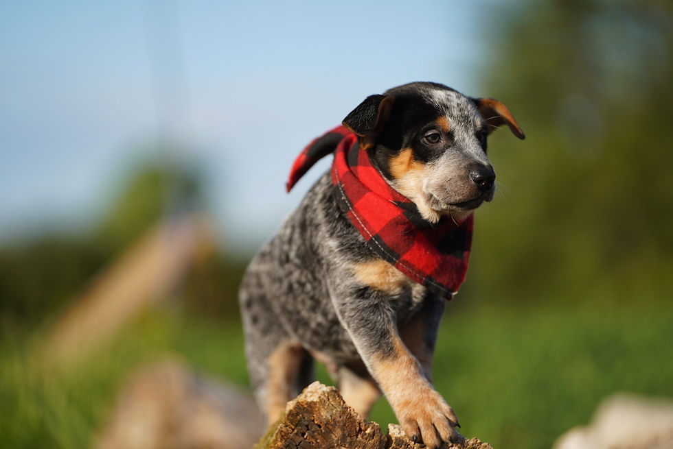 Thumbnail:  Canes Major 