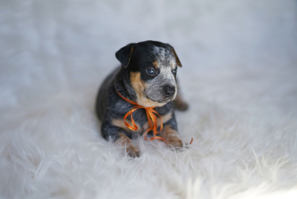 Thumbnail:  Canes Major 