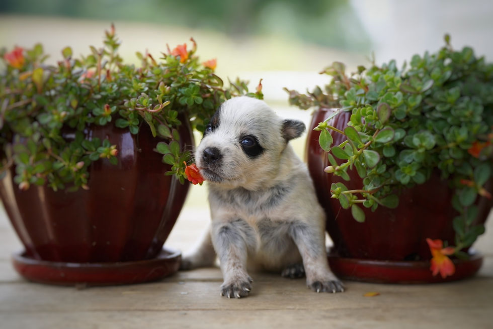 Thumbnail: Raccoon 🦝