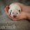 Thumbnail: Hyacinth 