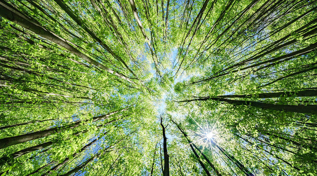 iStock-2166282428_edited.jpg