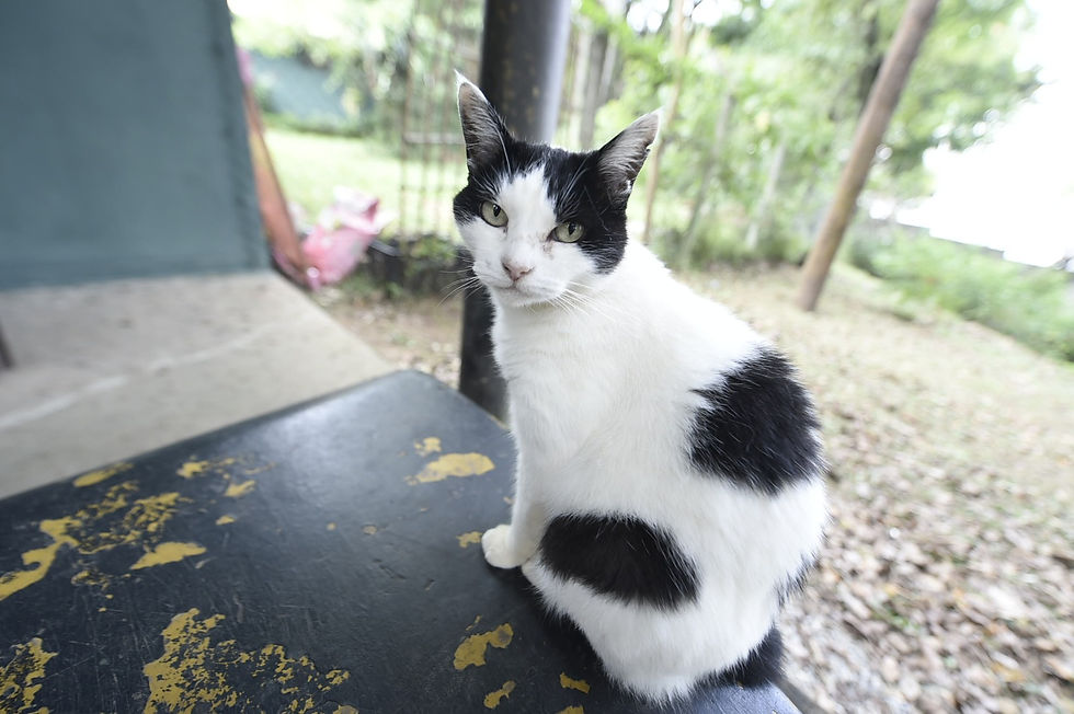 Estão abertas até esta quarta-feira (7) as inscrições presenciais para castração de cães e gatos no abrigo da Prefeitura da Guarulhos, localizado na rua Santa Cruz do Descalvado, 420, Jardim Triunfo, região do Bonsucesso. O atendimento começa às 10h.