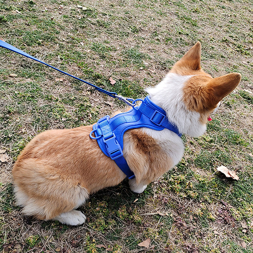 Thumbnail: Breathable Lightweight Dog Harness Adjustable Pet Chest Strap Outdoor Walk Train