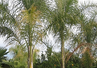 Palmas Vivero