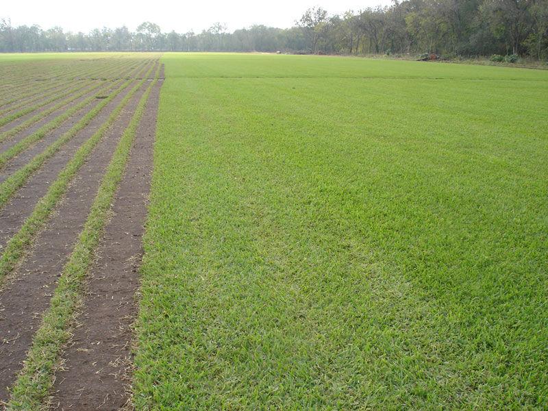 Productor Pasto en Rollo
