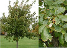 Arbol Encino Verde