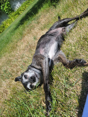 small dog sun bathing