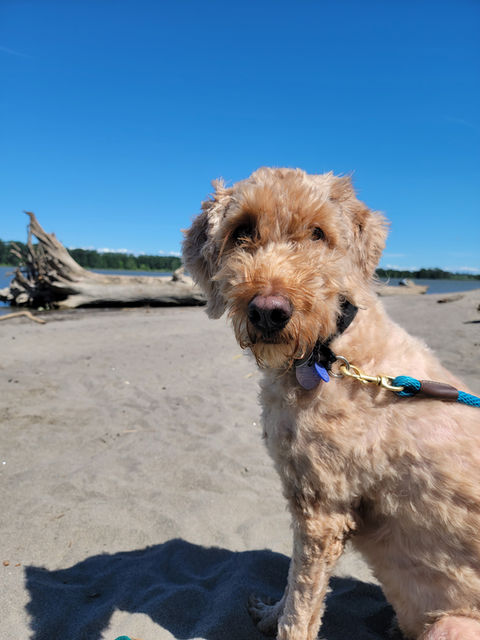 curly haired dog sitting on the beach