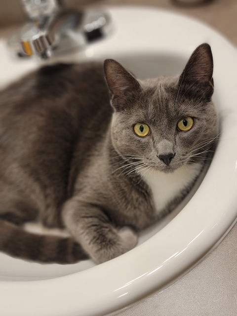 cat laying in sink looking up