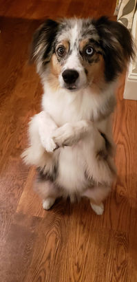 dog on hind legs