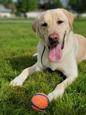 lab laying in the grass with a ball after playing
