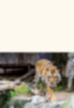 TigerSafari.jpg