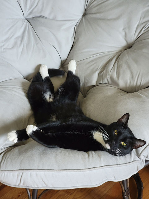 Cat laying upside down in a big chair legs sprawled about