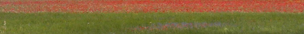 I colori dei fiori sulla piana di Castelluccio di Norcia, come le risorse che sbocciano in noi