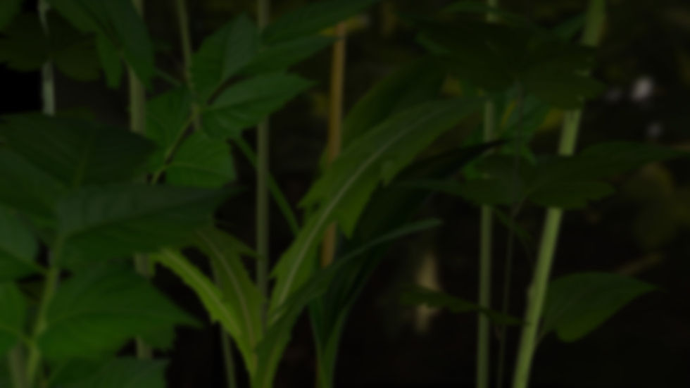 A leafy background with flower stems