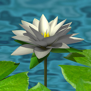 3D water lily flower made in After Effects