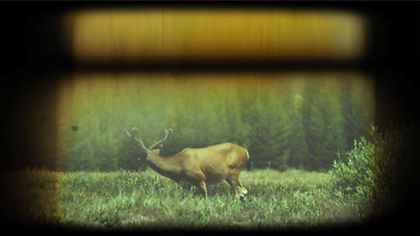 A deer in a meadow with a historic old film shutter effect