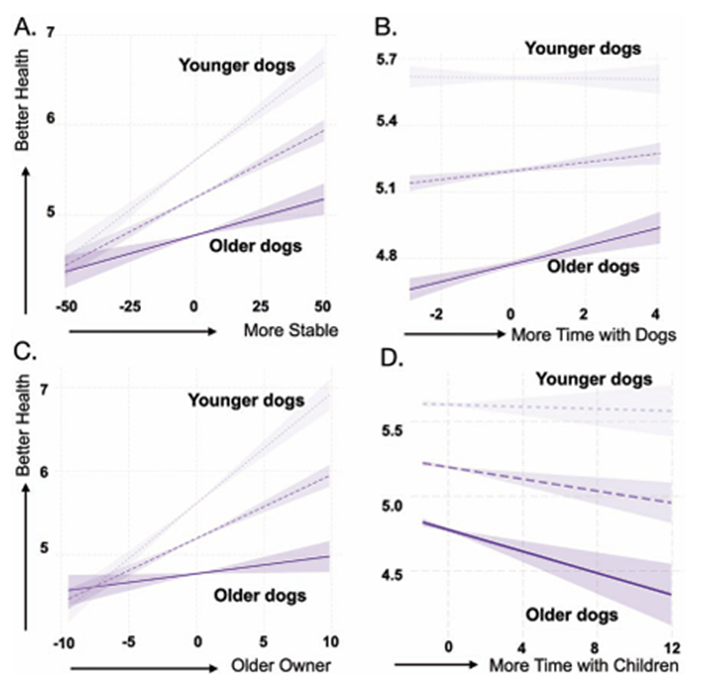 Fig 1: Associações dependentes da idade entre fatores ambientais e saúde. (a) A estabilidade do domicílio esteve mais fortemente associada à saúde em cães mais jovens em comparação com cães mais velhos. (b) A presença de mais companheiros sociais esteve mais fortemente associada à saúde em cães mais velhos em comparação com cães mais jovens. (c) O fator idade do tutor esteve mais fortemente associado à saúde em cães mais jovens em comparação com cães mais velhos. (d) Mais tempo passado com crianças esteve mais fortemente associado à saúde em cães mais velhos em comparação com cães mais jovens. Todos os gráficos mostram tendências previstas usando uma estrutura de modelo linear, com intervalos de confiança de 95%, para uma população hipotética de cães com 4 (−1 DP, roxo mais claro), 7,9 (idade média, roxo intermediário) e 11,8 (+1 DP, roxo mais escuro) anos de idade.