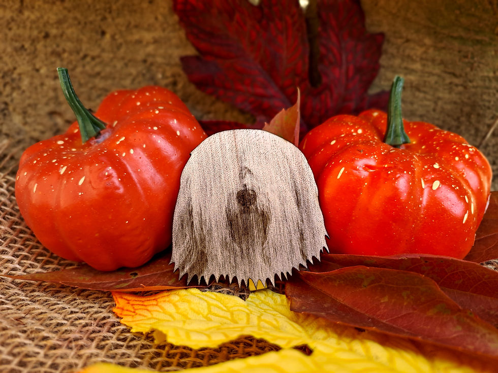 Tibetský teriér - brož/klip na číslo