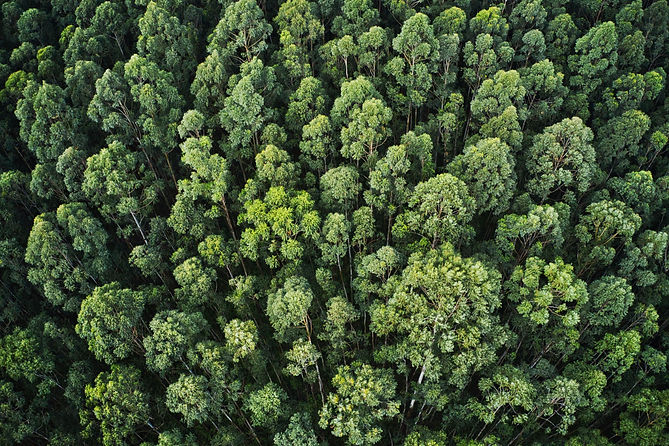 overhead-aerial-shot-thick-forest-with-beautiful-trees-greenery.jpg
