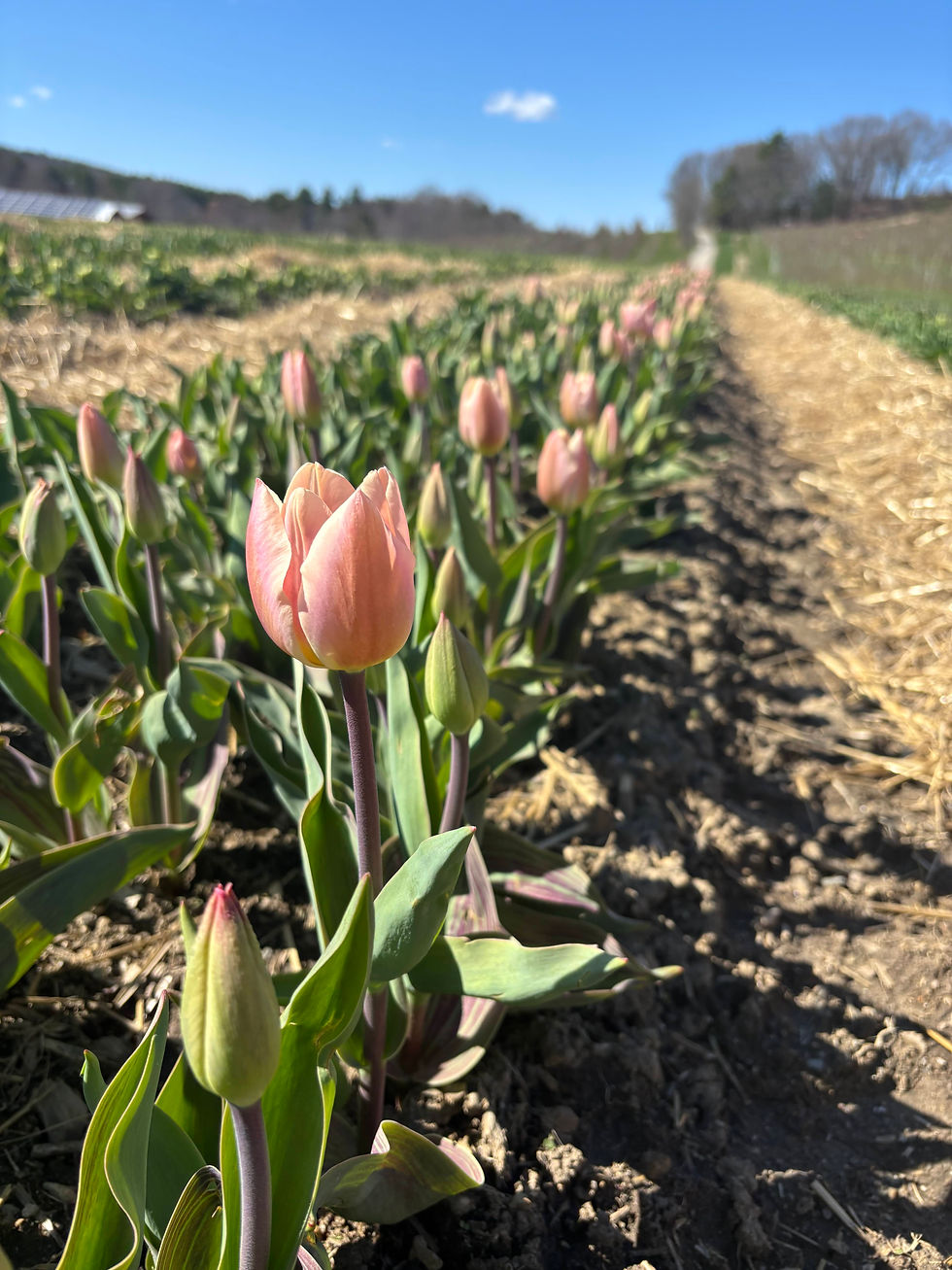 Cut-Your-Own Single Variety Tulips - Sunday 4/26