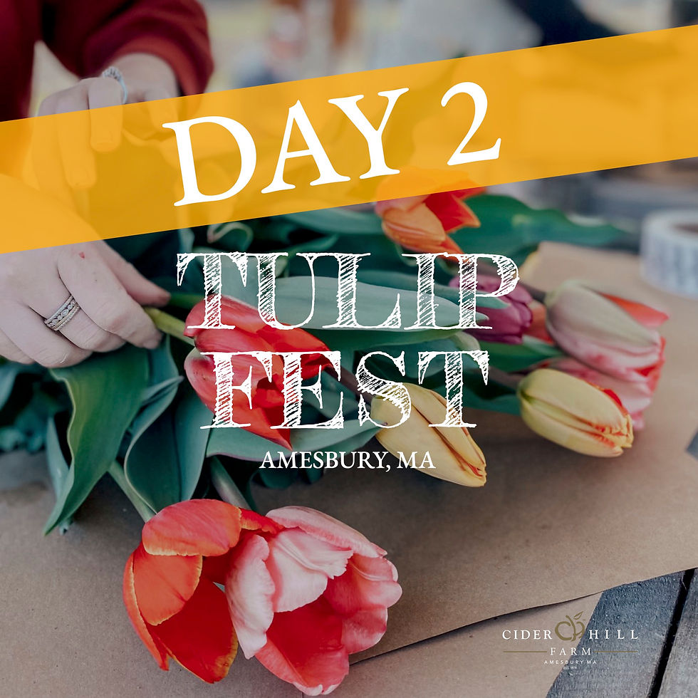 Tulip Fest - Day 2