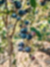 blueberries.JPG