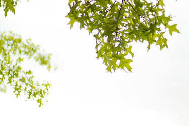 f/1.8 || 1/1000 sec. || ISO-100