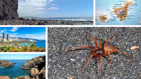 A new reference genome for the conservation of coastal spider species in the face of anthropogenic change
